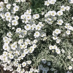 Meet your Posher, Sue